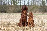 SETTER IRLANDAIS 450